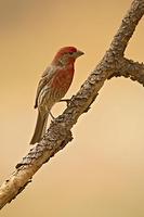 House Finch ( Carppdacus mexicanus ) Male , Gila National Forest , New Mexico stock photo