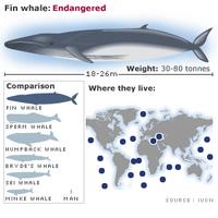 Fin whale