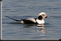 Long-tailed Duck, Barnegat Light, NJ