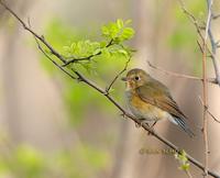 Red-flanked bluetail C20D 02659.jpg