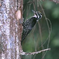 Picoides tridactylus Three-toed Woodpecker Dreizehenspecht Pic tridactyle Pico