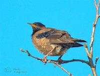 Rose-coloured Starling near Oswestry (12th November 2005) by Paul King.