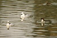 흰비오리 Smew Mergus alellus