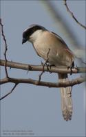 Long-Tailed Shrike Lanius schach 긴꼬리때까치