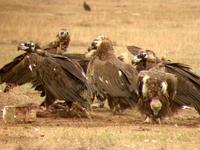 Black Vulture