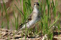 Yellow Wagtail(긴발톱할미새)