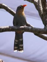 Red-billed Malkoha