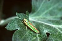 Graphocephala fennahi