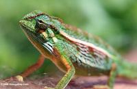 Elliot's Chameleon (Chamaeleo ellioti)