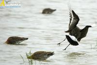 Fig. 19. Black-tailed Godwit : 흑꼬리도요