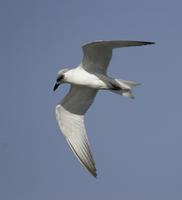 Gull-billed Tern (Sterna nilotica)