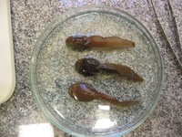 : Bokermannohyla martinsi; Martins' Treefrog