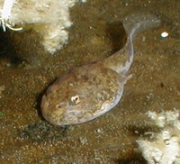 : Bufo alvarius; Sonoran Desert Toad