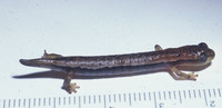 : Bolitoglossa diminuta