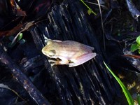 : Chirixalus vittatus; Dorsal Striped Opposite-fingered Treefrog