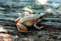 : Eleutherodactylus planirostris; Greenhouse Frog