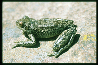 : Hypsiboas pulchellus cordobae; Ranita del Zarzal