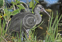 : Aramus guarauna; Limpkin