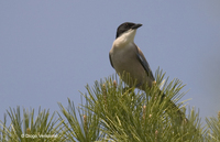 : Cyanopica cyana; Azure-winged Magpie