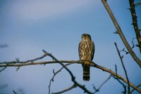 : Falco columbarius; Merlin