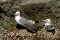 : Rissa tridactyla; Black legged kittiwake