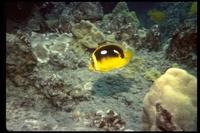 : Chaetodon quadrimaculatus; Four-spot Butterflyfish.