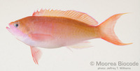 : Pseudanthias mooreanus