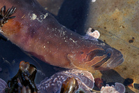 : Xiphister atropurpureus; Black Prickleback