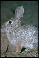 : Sylvilagus audubonii; Desert Cottontail