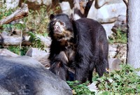 : Tremarctos ornatus; Spectacled Bear