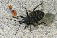 : Otiorhynchus sulcatus; Black Vine Weevil