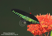 : Trogonoptera brookiana ssp. brookiana; Rajah Brooks Birdwing Butterfly