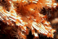 : Salmacina tribranchiata; Fragile Tube Worms