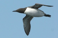 Guillemot