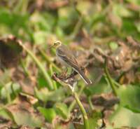 Citrine Wagtail (Motacilla citreola) 2005.január 17. Delhi, Okhla