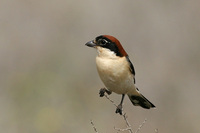 Woodchat Shrike