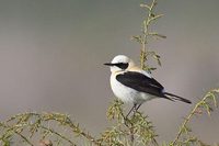 Black-eared Wheatear (Oenanthe hispanica)