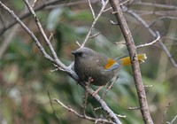 カキハガビチョウ Elliot's Laughingthrush Garrulax elliotii