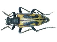 Brachyta interrogationis interrogationis