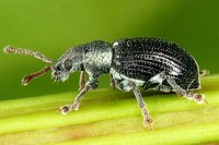Phyllobius viridicollis
