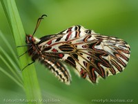 Zerynthia polyxena - Southern Festoon