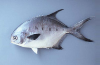 Trachinotus marginatus, Plata pompano: fisheries