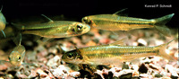 Notropis volucellus, Mimic shiner: