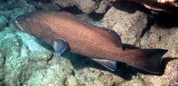 Mycteroperca olfax, Sailfin grouper: fisheries