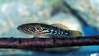 Mogurnda adspersa, Purple-spotted gudgeon: aquarium