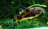 Corydoras paleatus, Peppered corydoras: aquarium