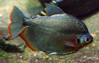 Mylossoma duriventre, : fisheries, aquarium