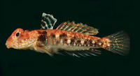 Callionymus enneactis, Mangrove dragonet: