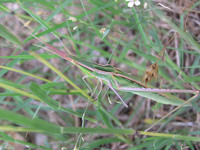 Acrida ungarica mediterranea