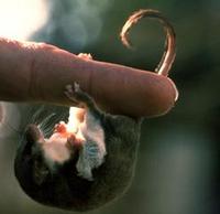 Image of: Acrobates pygmaeus (feathertail glider)